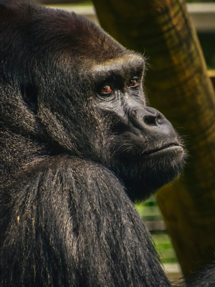 Black Gorilla in Close Up Photography
